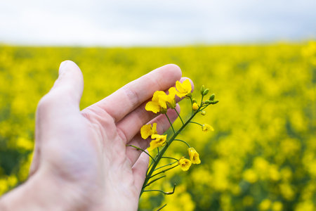 A farmer inspects a rapeseed field. Agricultural industry