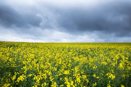 Yellow rapeseed field. Raw materials for biofuels, biodieselの写真素材