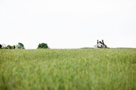 Ruins of an old farm on a background of wheat field. The decline of agriculture in Europeの写真素材