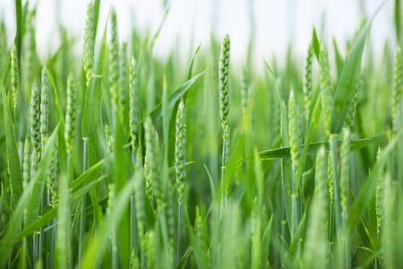 Spikelets of young green wheat. Harvest forecastingの写真素材