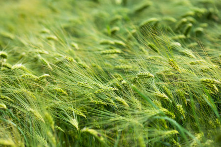 Growing green barley on the farm. Raw materials for flour and beerの写真素材