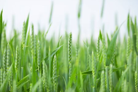 Field of green young wheat. Breeding of new varieties of cerealsの写真素材