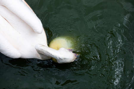 The white pelican probes the water with its beak to look for food, fish from the waterの写真素材