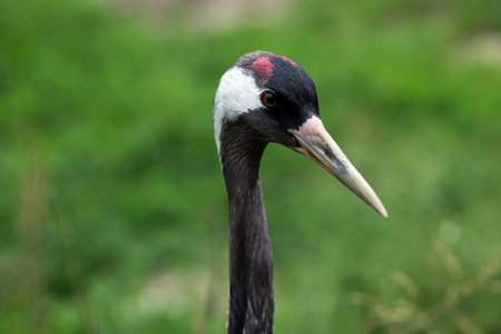 A gray crane looks at the camera. The wild nature