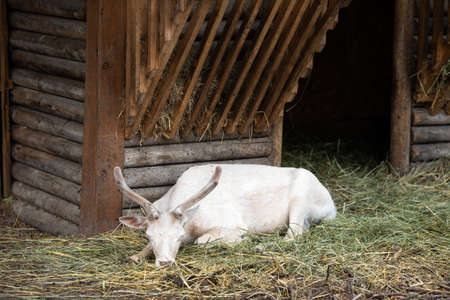 White deer, albino doe resting in the zoo in an aviary. (Dama dama)の写真素材