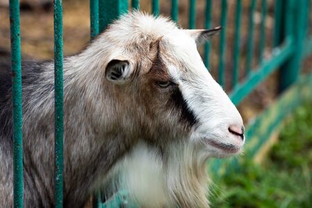 Domestic goat with a beard in a cage at the zooの写真素材