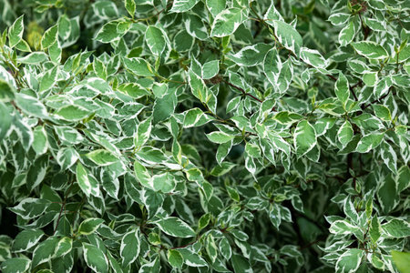 Green background with leaves Ficus Benjamina. Growing ficus in the garden