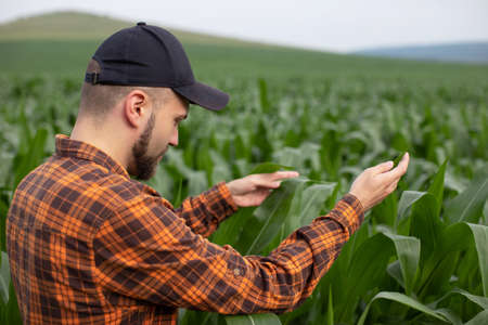 A man inspects a corn field and looks for pests. Successful farmer and agro businessの写真素材
