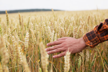 The farmer touches the ears of wheat with his hand. Inspects the wheat field