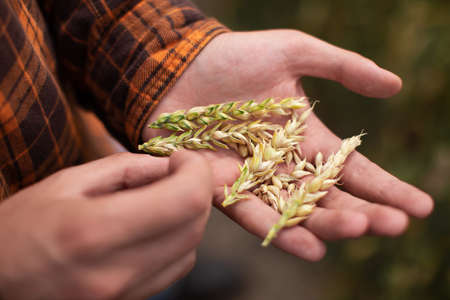 The farmer examines the ears of wheat on his palm. Agricultural industryの写真素材