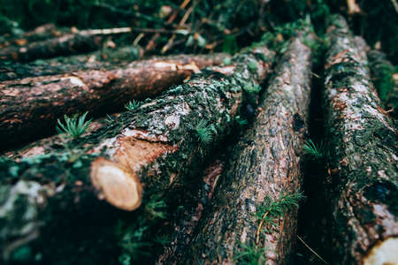 Deforestation in the world. Logging. Cut down tree trunks lie in the woodsの写真素材