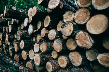 Deforestation in the world. Logging. Cut down tree trunks lie in the woodsの写真素材