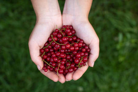 Woman holding red currant berries in her hands. Harvest in the garden. (Ribes rubrum)の写真素材