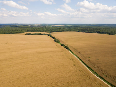 Aerial view of a large golden field of ripe rapeseed. Agricultural industry