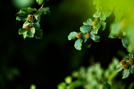 Beech branches with beech nuts in the summer forest. Natural background
