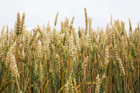 Field of ripe wheat. Spikelets of wheat before harvestの写真素材