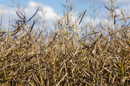 Field of ripe rapeseed before harvest. Agricultural industryの写真素材