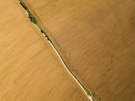 Aerial view of a golden field of ripe rapeseed with a road. Harvest time