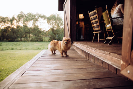 Funny brown dog near a wooden house in the village