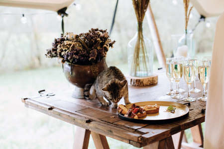 Outdoor catering banquet. Kitten eats a sandwich at a partyの写真素材