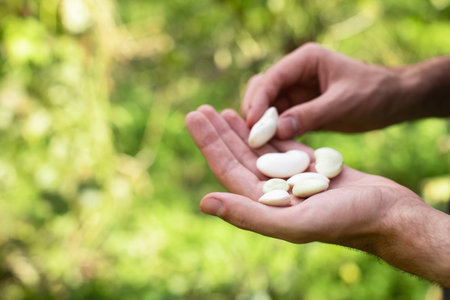 Big white beans in the hands of a farmer
