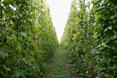 green bean plantation. agricultural industry and harvest