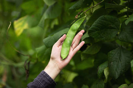Man farmer hands holding green bean pod in hand. agricultural conceptの写真素材