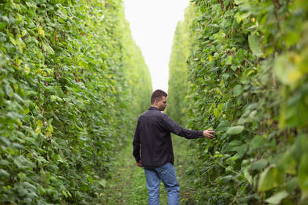 A farmer inspects his field. green field of beansの写真素材