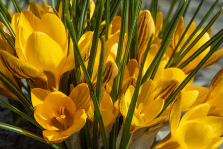Beautiful yellow spring flowers. Crocuses in the woods
