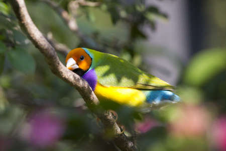 Lady Gouldian Finch - Erythrura gouldiaeの写真素材