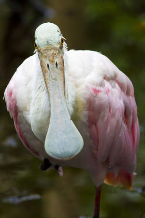 Roseate spoonbill balancingの写真素材