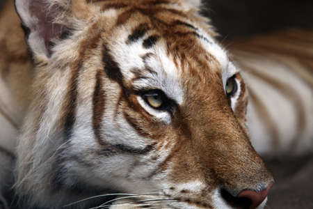 Bengal Tiger portraitの写真素材