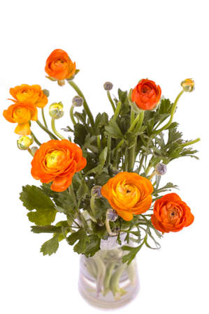 orange ranunculusの写真素材