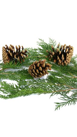 Three pine cones on the pine tree branchesの写真素材