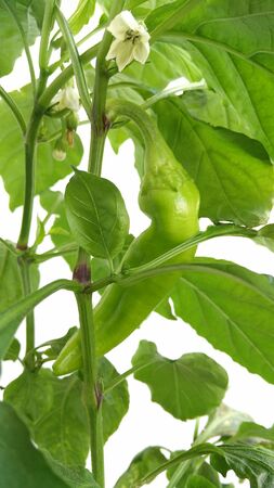 Green bell pepper growing on the branchの写真素材