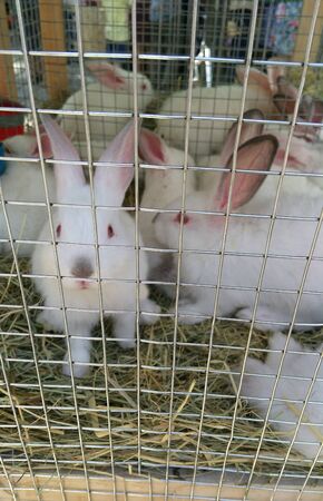 White rabbits in the cageの写真素材