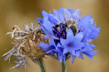 Cornflower &amp; Beeの写真素材