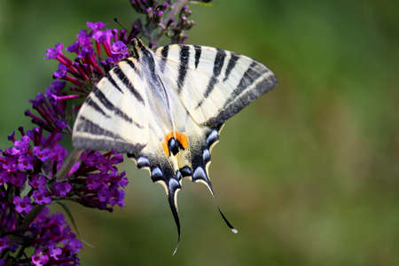 Butterflyの写真素材