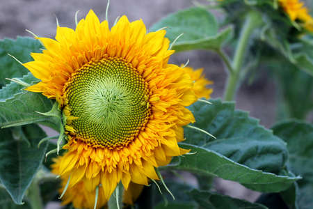 Sunflowerの写真素材