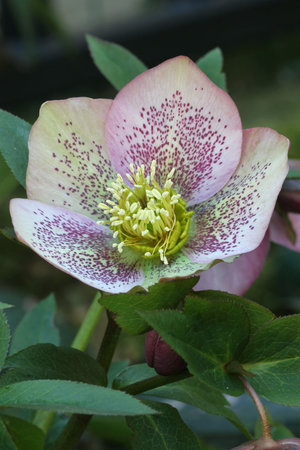 Helleborusの写真素材