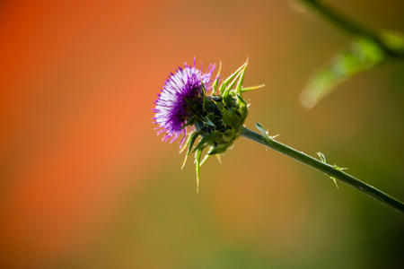 wonderful natural landscape in basilicata, southern Italyの写真素材