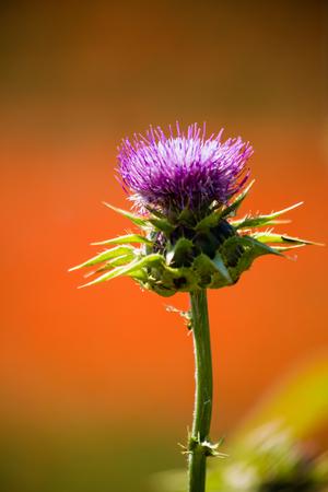 wonderful natural landscape in basilicata, southern Italyの写真素材