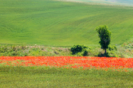 wonderful natural landscape in basilicata, southern Italyの写真素材