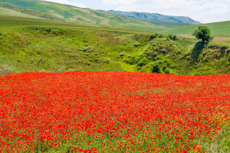 wonderful natural landscape in basilicata, southern Italyの写真素材