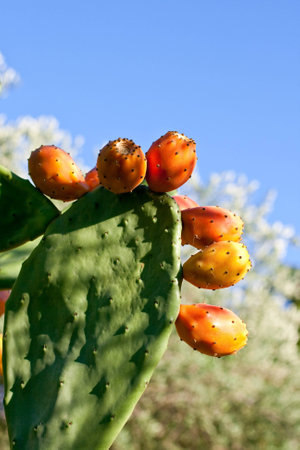 Prickly pears on cactus の写真素材