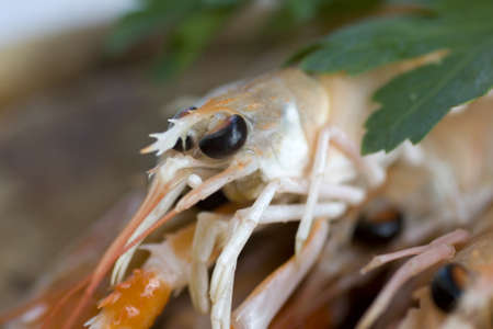 A lot of scampi の写真素材