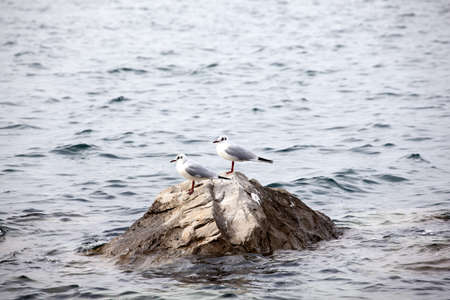 Seagullsの写真素材