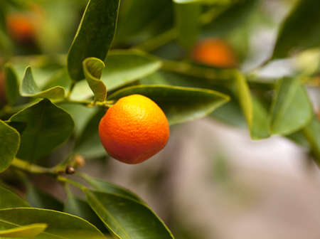 Tangerineの写真素材