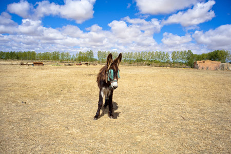 Donkeyの写真素材