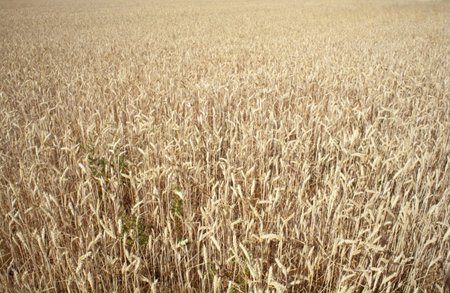 Ears of corn